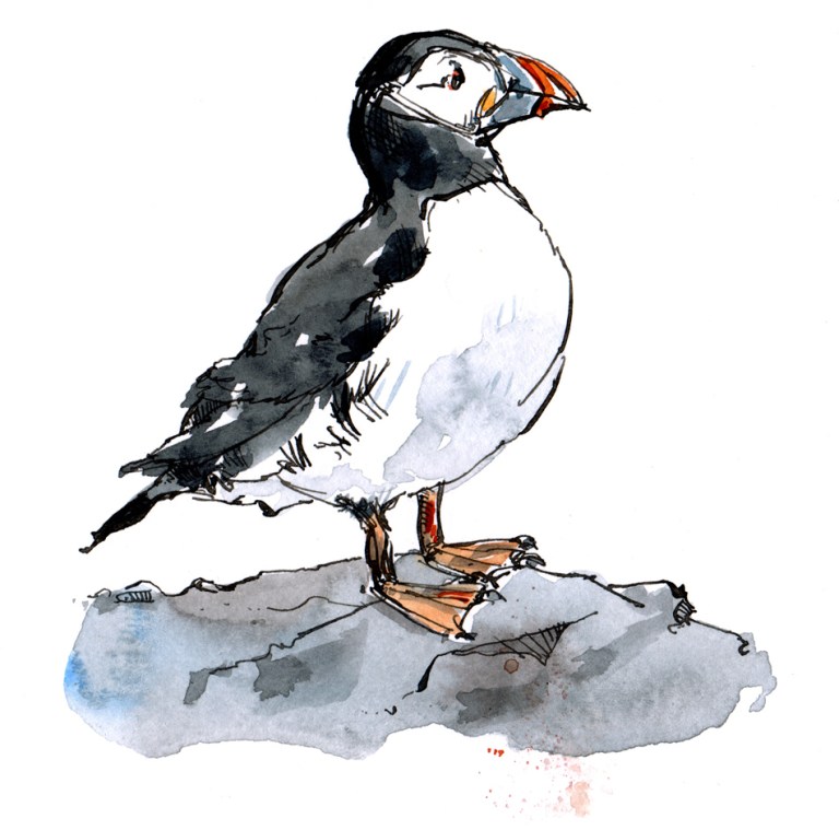 puffin
