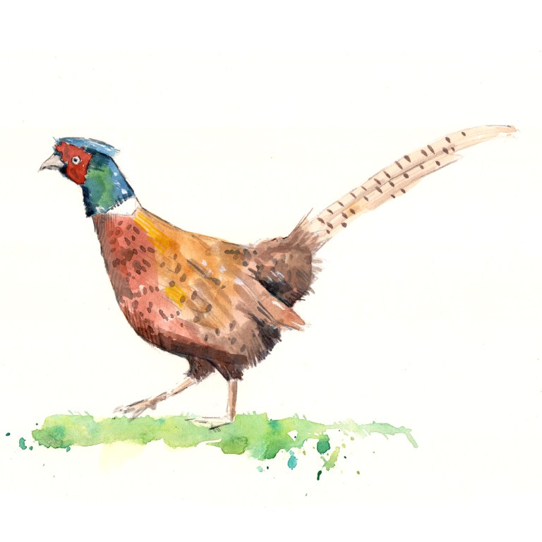 pheasant 001