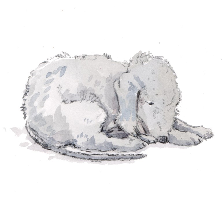 bedlington terrier 001