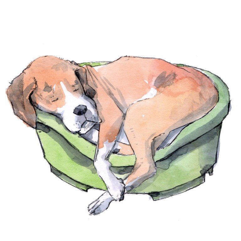 boxer 001