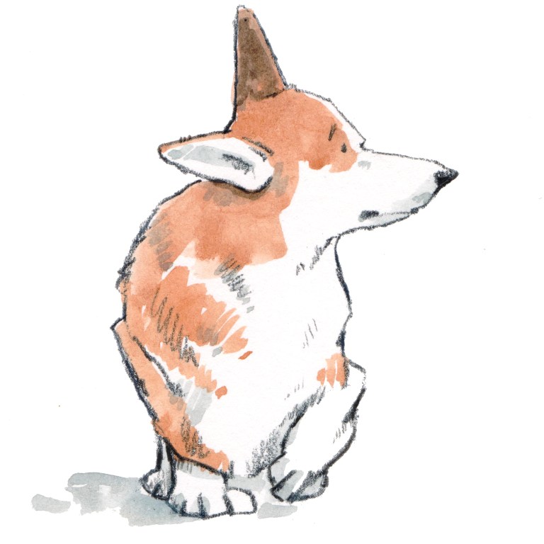 corgi 001