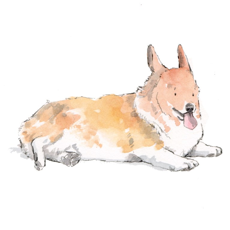 corgi 009