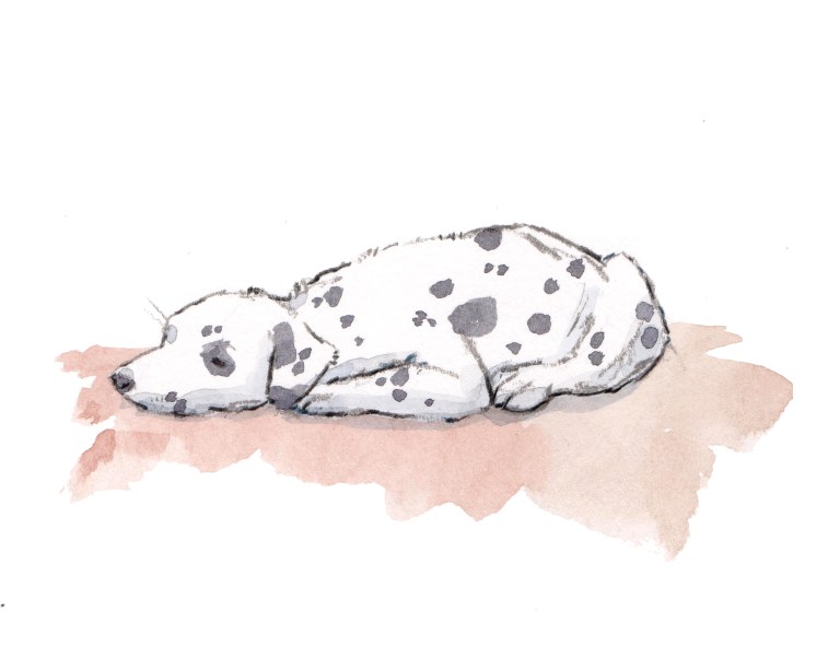 dalmatian 8 x 10 2 300 dpi
