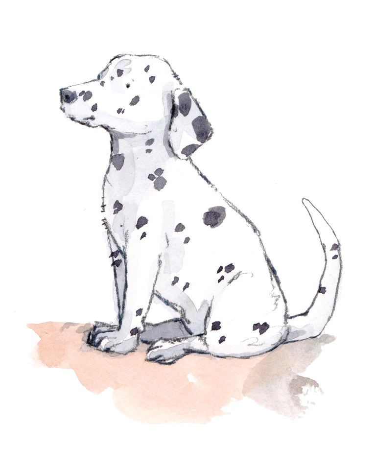dalmatian 8 x 10 300 dpi