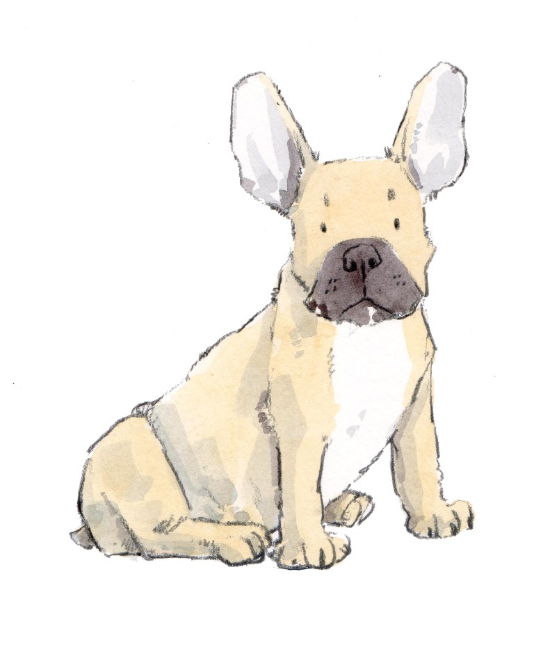 frenchie 8 x 10 300 dpi