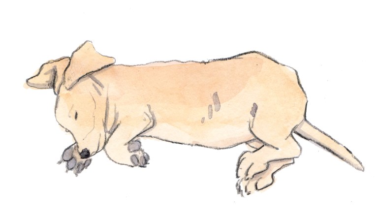 leeping dog 001