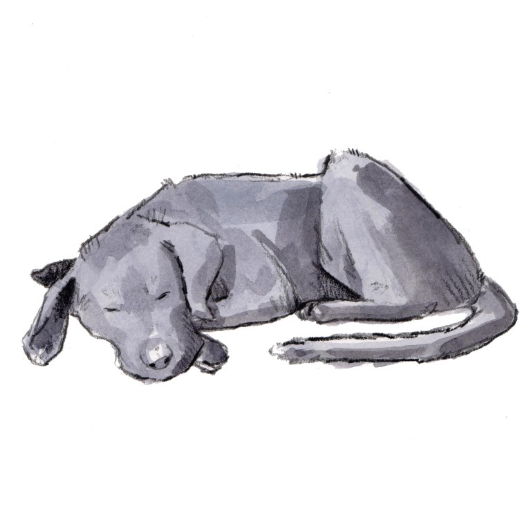 sleeping puppies 001