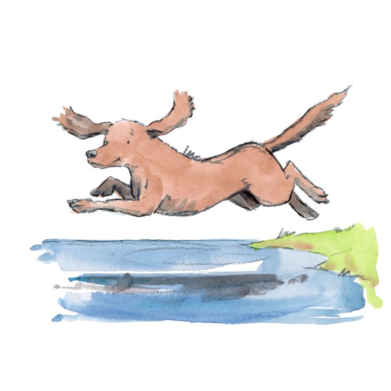 spaniel 001