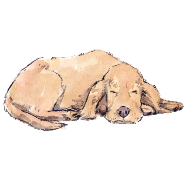 sleeping dog 002