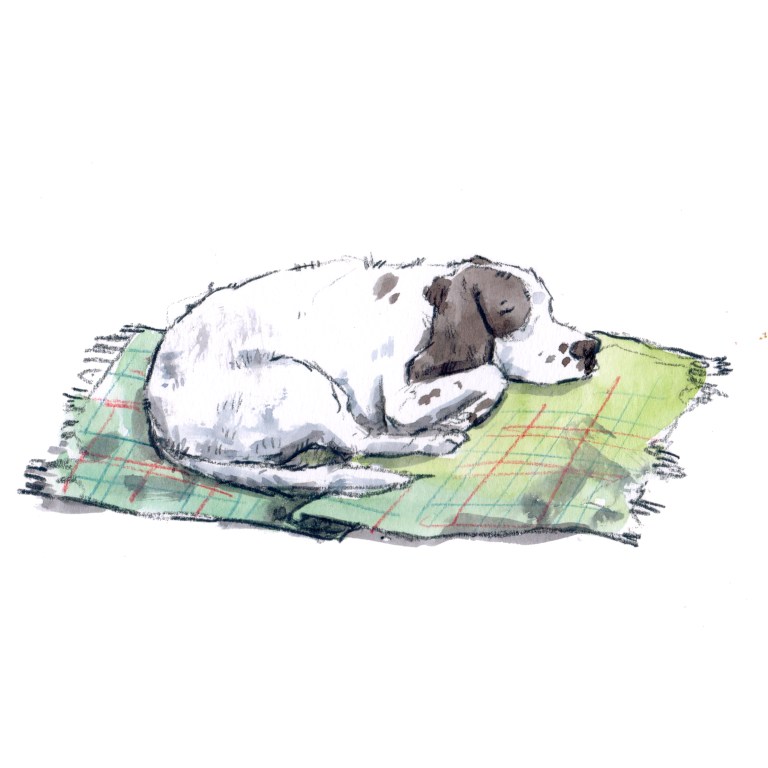 sleeping dog 004