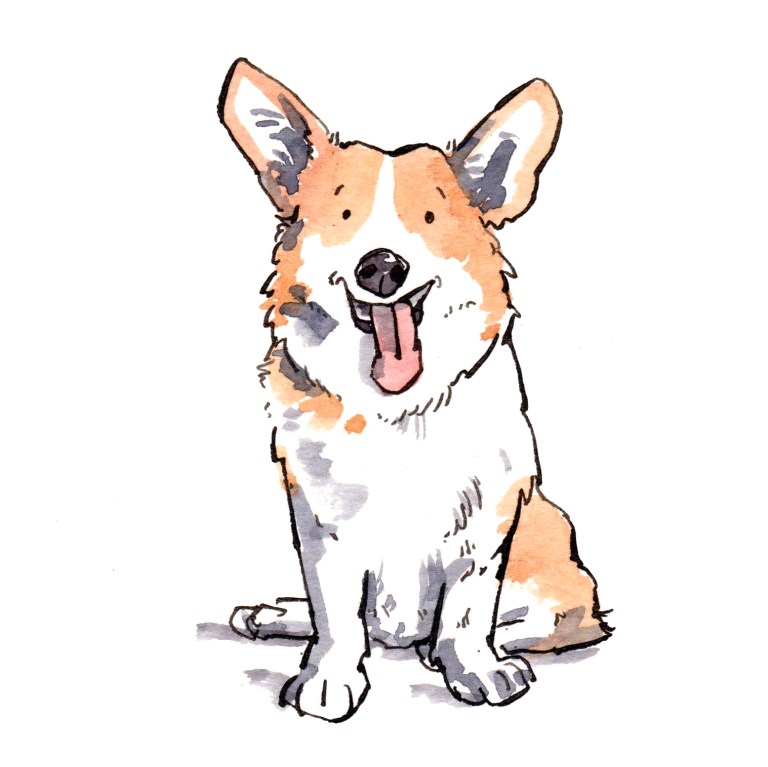 corgi 013