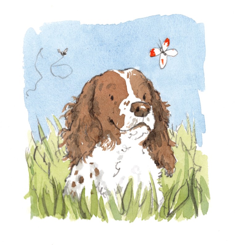 Spaniel in a field with butterfly and bee illustration