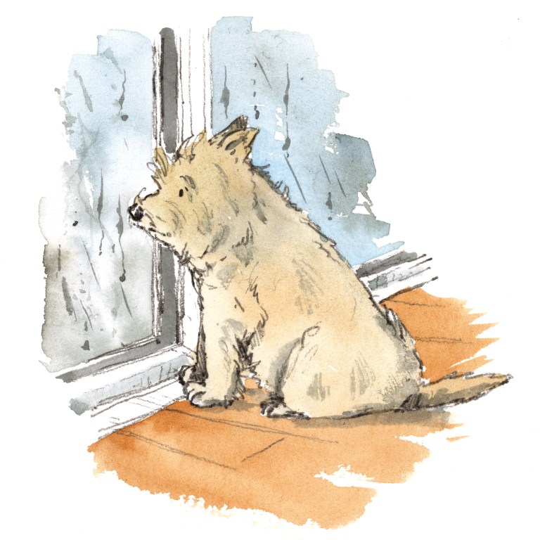 Cain terrier looking sad, looking at rain through the window illustration
