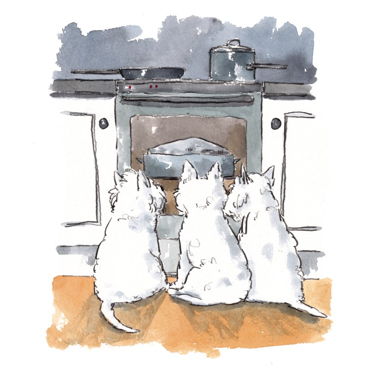 dog_20191223_0001small