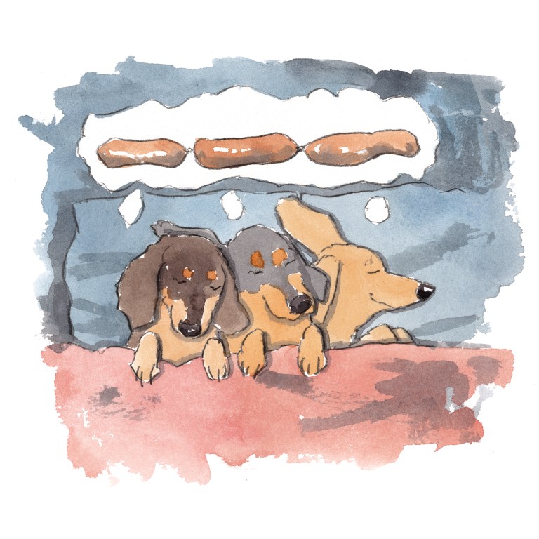 dog_20200110_0001small