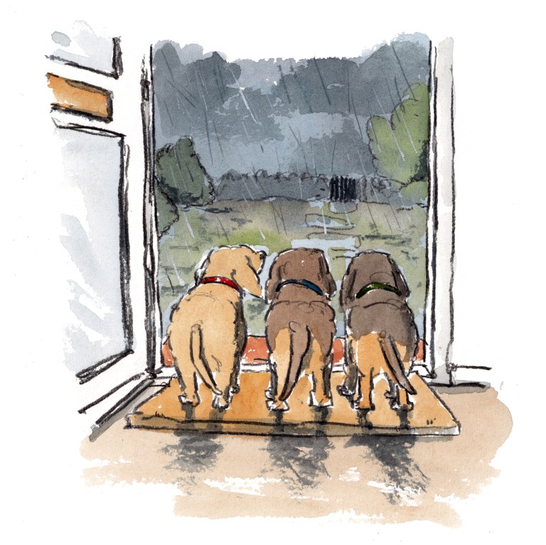 dog_20200116_0002small