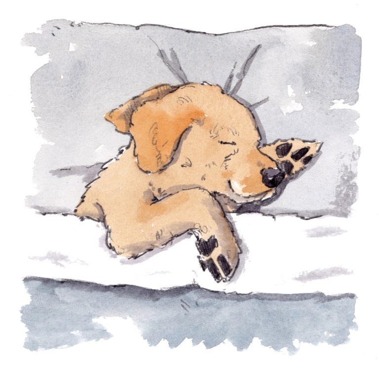 dog_20200202_0002small